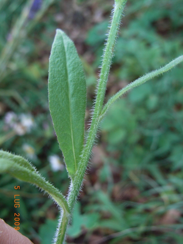 Campanula rapunculus